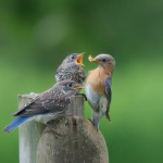 Eastern Bluebirds Photo